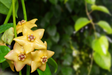 Close-up of yellow hoya flower in nature light.