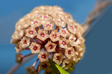 Close-up hoya flower in nature light on blue background.
