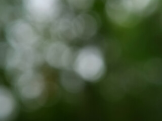 Natural blurred background. bokeh dark  green foliage shrubs and trees. Macro lens