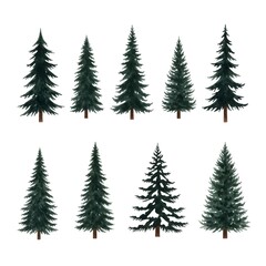 Collection of various evergreen pine trees with different shapes and sizes arranged in two rows on a plain white background for nature and forestry themes