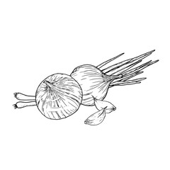 Young green onions and garlic cloves, black and white sketch. Vector illustration. Sketch of an onion composition. Farm vegetables for cooking isolated on a white background.