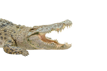 Isolated Clipping path with Large size Crocodile or alligator open mouth on white background. animal is fierce type concept.