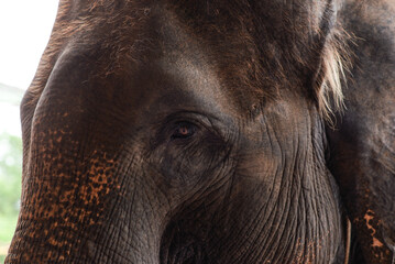 Close up, the eye of an Asian elephant 