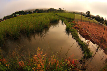 Obraz premium Healthy soil for a healthy city from Thailand