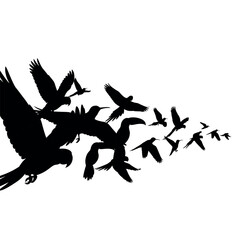 Obraz premium Dynamic flock of birds soaring in elegant silhouette formation, perfect for nature designs or freedom concepts, artistic and inspiring design element