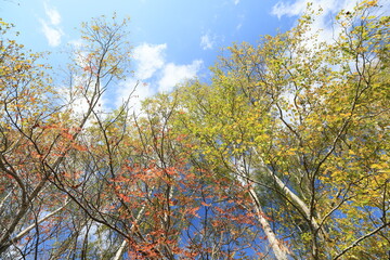Fototapeta premium Colorful autumn canopy.