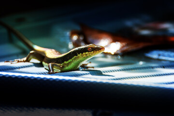 A Skink came out to look for food