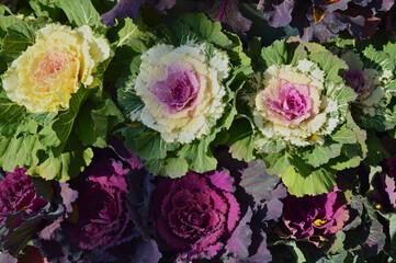 Ornamental Cabbage and Kale Plants in Vibrant Colors