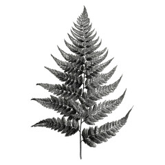 Detailed Monochrome Ink Sketch Illustration of a Fern Leaf on Black