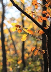 Autumn leaves on branches, blurred background