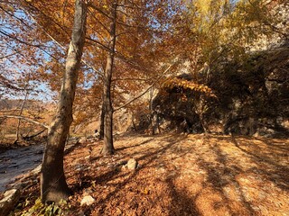 autumn in the forest