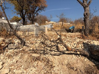 dead tree in the desert