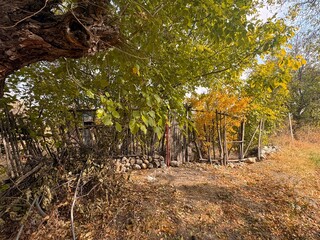 autumn in the forest