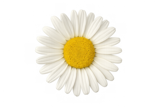 Daisy flower head with white petals and yellow center on transparent background illustrating nature and springtime