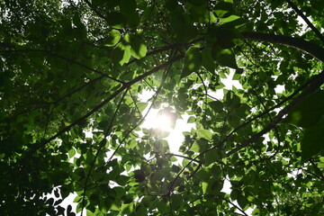 sun rays in the forest