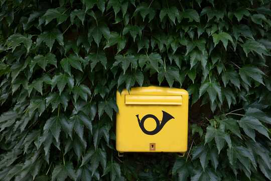 Yellow mailbox on foliage covered wall