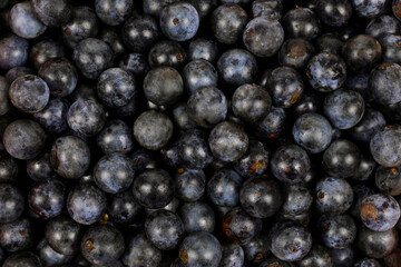 sloes berries or blackthorn (Prunus spinosa) berries