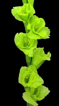 Time lapse of opening Green Star Gladiolus flower isolated on black background