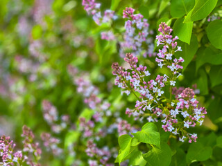 Soft lilac blossoms bloom on green leaves under bright light creating fresh spring mood in garden scene