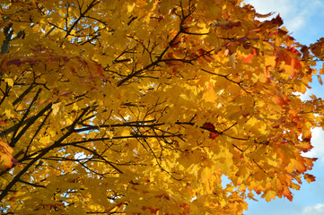 Golden yellow and orange maple tree canopy in autumn - fall foliage agai