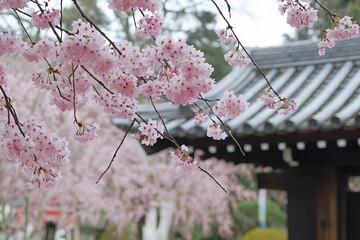 Pink cherry blossoms in bloom, Japanese temple in background