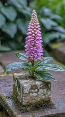 Pink flower, spiky shape, atop stone block