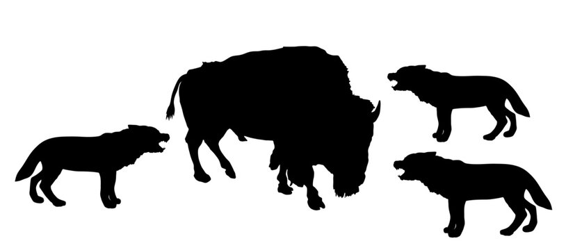 Buffalo against wolf pack vector silhouette illustration isolated. Angry beast danger attack animal battle for life. Strong powerful bison fight VS alpha wolf pride wildlife survival conflict instinct