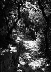 Sun-dappled path through a shady grove