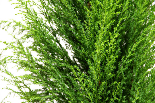 DUTCH TUIA PLANT