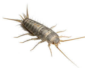 Fototapeta premium Silverfish, a small insect with a silvery appearance