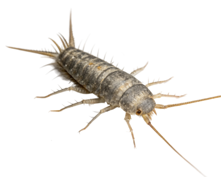Silverfish, a small insect with a silvery appearance