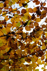 autumn leaves background