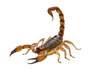 Scorpion, a venomous arachnid with a segmented tail