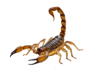 Scorpion, a venomous arachnid with a segmented tail