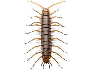 Centipede, top view of arthropod