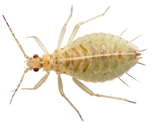 Close up of a green aphid