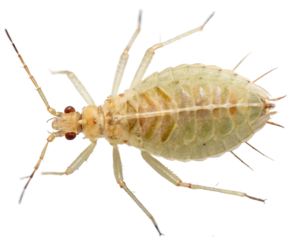Close up of a green aphid