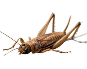 Close up of a brown field cricket