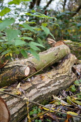 Small Log Stack On Nature Trail