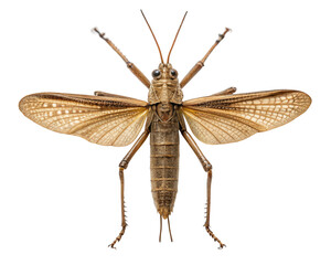 Grasshopper with open wings, top view