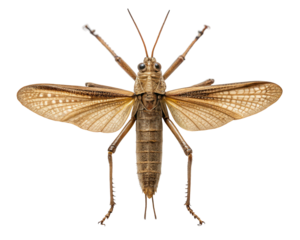 Grasshopper with open wings, top view