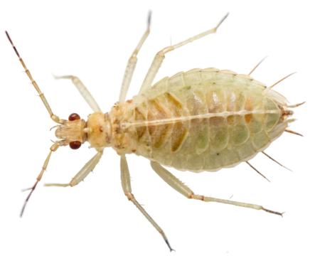 Close up of a green aphid