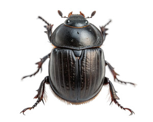 Dung beetle, a scarab beetle that feeds on feces