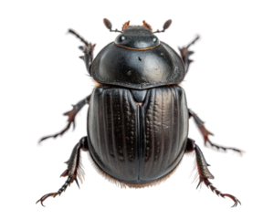 Dung beetle, a scarab beetle that feeds on feces