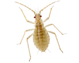 Aphid, closeup macro shot of the insect