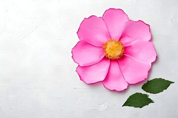 A picture of a pink flower on a white empty background