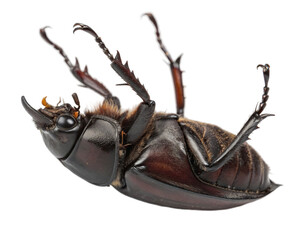 Female stag beetle on its back, studio shot