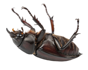 Female stag beetle on its back, studio shot