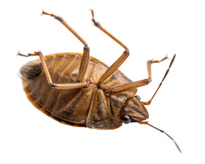 Ventral view of a stink bug, a pest insect