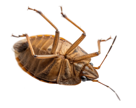 Ventral view of a stink bug, a pest insect